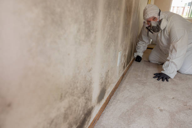 Best Mold Damage Restoration  in Ocean Springs, MS